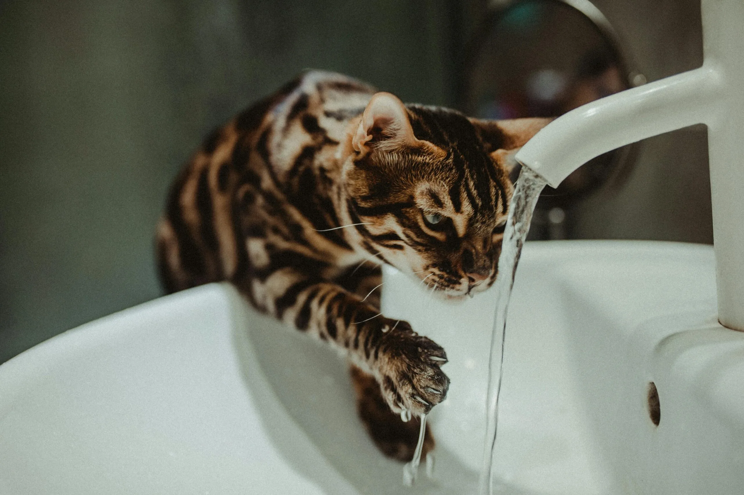 Ihre Katze trinkt plötzlich viel? Wann Sie zum Tierarzt sollten